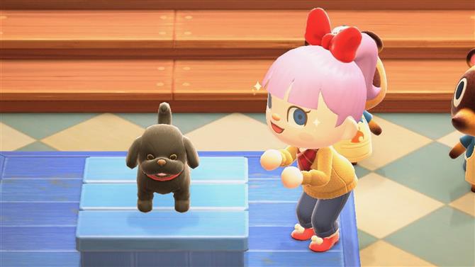 Animal Crossing: New Horizons Puppy - hoe je het schattige hondenspeelgoed in handen krijgt - De games, films, tv je van houdt